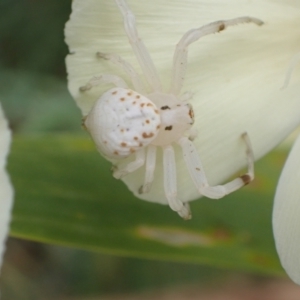 Zygometis xanthogaster at Murrumbateman, NSW - 1 Jan 2023