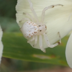 Zygometis xanthogaster (Crab spider or Flower spider) at Murrumbateman, NSW - 1 Jan 2023 by SimoneC