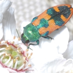 Castiarina hilaris (A jewel beetle) at Uriarra, NSW - 28 Dec 2022 by Harrisi