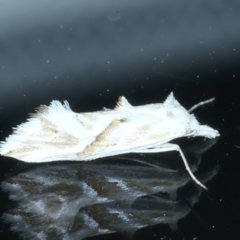 Heliocosma argyroleuca (A tortrix or leafroller moth) at Ainslie, ACT - 28 Dec 2022 by jb2602