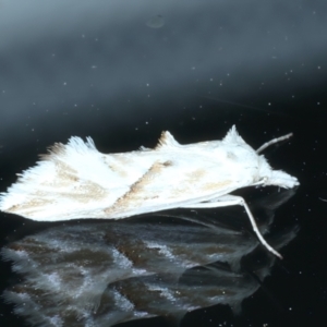 Heliocosma argyroleuca at Ainslie, ACT - 28 Dec 2022