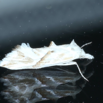 Heliocosma argyroleuca (A tortrix or leafroller moth) at Ainslie, ACT - 28 Dec 2022 by jb2602