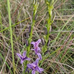 Caesia calliantha (Blue Grass-lily) at Captains Flat, NSW - 1 Jan 2023 by Csteele4