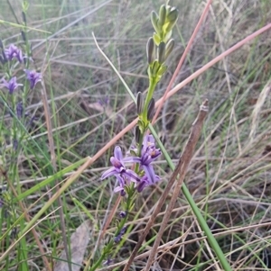 Caesia calliantha at Captains Flat, NSW - 1 Jan 2023
