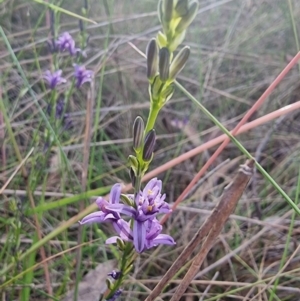 Caesia calliantha at Captains Flat, NSW - 1 Jan 2023