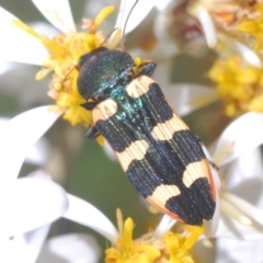 Castiarina interstitialis (A jewel beetle) at Cotter River, ACT - 28 Dec 2022 by Harrisi