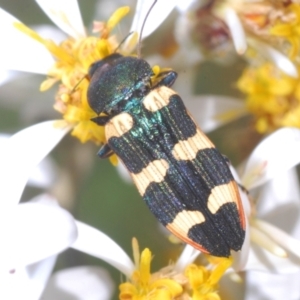 Castiarina interstitialis at Cotter River, ACT - 28 Dec 2022