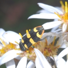 Castiarina interstitialis at Cotter River, ACT - 28 Dec 2022