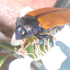 Castiarina subpura at Molonglo Valley, ACT - 30 Dec 2022 10:58 PM