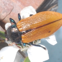 Castiarina subpura at Molonglo Valley, ACT - 30 Dec 2022