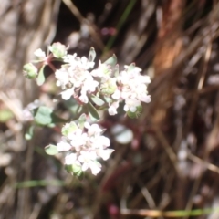 Poranthera microphylla (Small Poranthera) at Namadgi National Park - 27 Dec 2022 by drakes