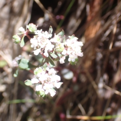 Poranthera microphylla (Small Poranthera) at Cotter River, ACT - 27 Dec 2022 by drakes