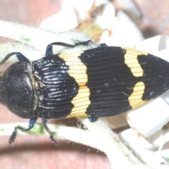 Castiarina bifasciata (Jewel beetle) at Namadgi National Park - 28 Dec 2022 by Harrisi