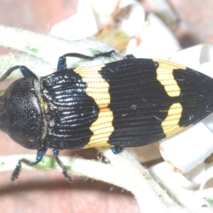 Castiarina bifasciata at Cotter River, ACT - 28 Dec 2022