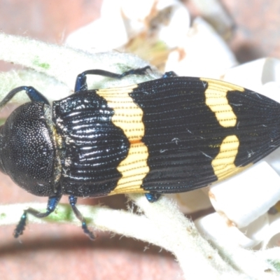Castiarina bifasciata (Jewel beetle) at Namadgi National Park - 28 Dec 2022 by Harrisi