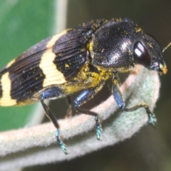 Castiarina bifasciata at Cotter River, ACT - 28 Dec 2022