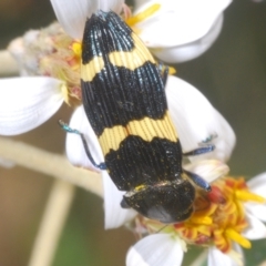 Castiarina bifasciata at Cotter River, ACT - 28 Dec 2022