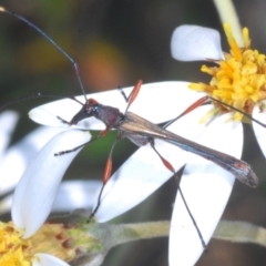 Enchoptera apicalis (Longhorn beetle) at Namadgi National Park - 28 Dec 2022 by Harrisi