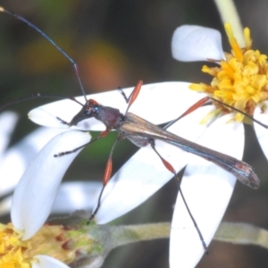 Enchoptera apicalis at Cotter River, ACT - 28 Dec 2022 11:59 AM