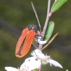 Castiarina erythroptera (Lycid Mimic Jewel Beetle) at Cotter River, ACT - 28 Dec 2022 by Harrisi