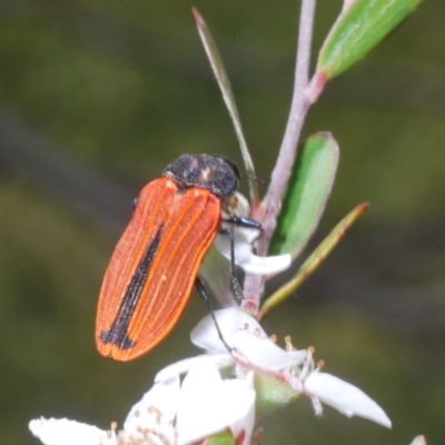 Castiarina erythroptera (Lycid Mimic Jewel Beetle) at Lower Cotter Catchment - 28 Dec 2022 by Harrisi