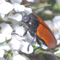 Castiarina rufipennis (Jewel beetle) at Point 14 - 29 Dec 2022 by Harrisi