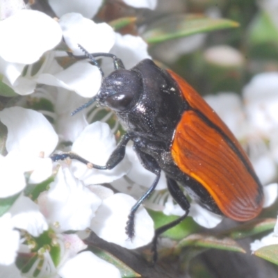 Castiarina rufipennis (Jewel beetle) at Point 14 - 29 Dec 2022 by Harrisi