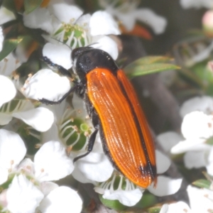 Castiarina rufipennis at Molonglo Valley, ACT - 29 Dec 2022 02:33 PM