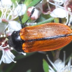 Castiarina rufipennis at Molonglo Valley, ACT - 29 Dec 2022 02:33 PM