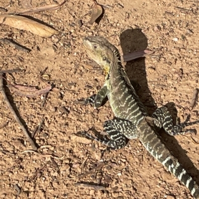 Intellagama lesueurii howittii (Gippsland Water Dragon) at Yarramundi Grassland
 - 1 Jan 2023 by JaneR