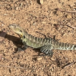 Intellagama lesueurii howittii at Yarralumla, ACT - 1 Jan 2023 05:51 PM