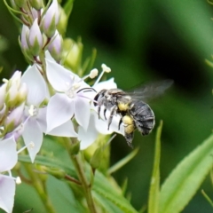 Unidentified Bee (Hymenoptera, Apiformes) at Acton, ACT - 31 Dec 2022 by DonTaylor