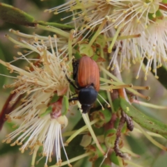 Phyllotocus rufipennis (Nectar scarab) at Fyshwick, ACT - 1 Jan 2023 by MatthewFrawley