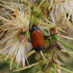 Phyllotocus rufipennis at Fyshwick, ACT - 1 Jan 2023 08:22 AM