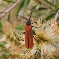 Porrostoma rhipidium (Long-nosed Lycid (Net-winged) beetle) at Fyshwick, ACT - 31 Dec 2022 by MatthewFrawley