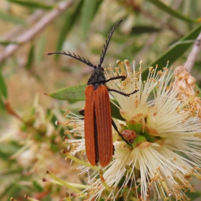 Porrostoma rhipidium (Long-nosed Lycid (Net-winged) beetle) at Fyshwick, ACT - 1 Jan 2023 by MatthewFrawley