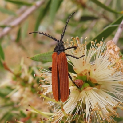 Porrostoma rhipidium (Long-nosed Lycid (Net-winged) beetle) at Fyshwick, ACT - 31 Dec 2022 by MatthewFrawley
