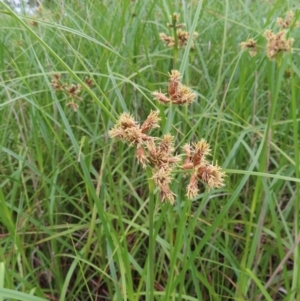 Bolboschoenus medianus at Fyshwick, ACT - 1 Jan 2023