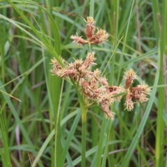 Bolboschoenus medianus at Fyshwick, ACT - 1 Jan 2023