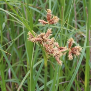 Bolboschoenus medianus at Fyshwick, ACT - 1 Jan 2023