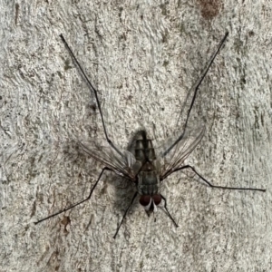 Prosena sp. (genus) at Ainslie, ACT - 30 Dec 2022