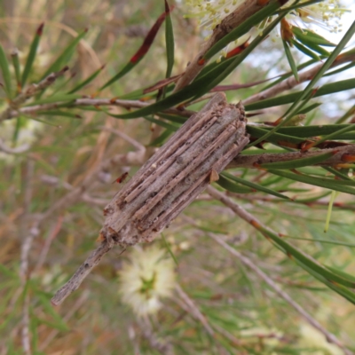 Clania ignobilis (Faggot Case Moth) at Jerrabomberra Wetlands - 1 Jan 2023 by MatthewFrawley