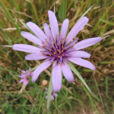 Tragopogon porrifolius subsp. porrifolius (Salsify, Oyster Plant) at Jerrabomberra Wetlands - 31 Dec 2022 by MatthewFrawley