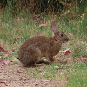 Oryctolagus cuniculus at Fyshwick, ACT - 1 Jan 2023 08:42 AM