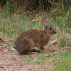 Oryctolagus cuniculus (European Rabbit) at Jerrabomberra Wetlands - 31 Dec 2022 by MatthewFrawley