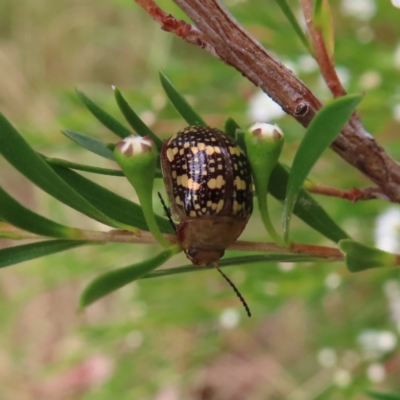 Paropsis pictipennis (Tea-tree button beetle) at Fyshwick, ACT - 31 Dec 2022 by MatthewFrawley