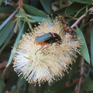 Chauliognathus lugubris at Fyshwick, ACT - 1 Jan 2023