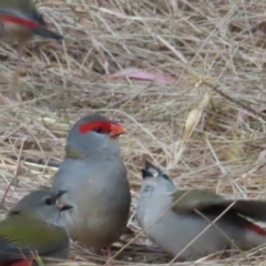 Neochmia temporalis (Red-browed Finch) at Fyshwick, ACT - 1 Jan 2023 by MatthewFrawley