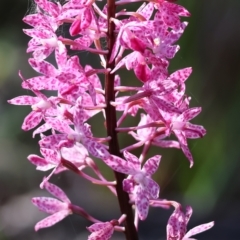 Dipodium punctatum (Blotched Hyacinth Orchid) at Pambula Beach, NSW - 28 Dec 2022 by KylieWaldon