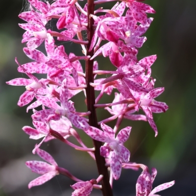 Dipodium punctatum (Blotched Hyacinth Orchid) at Ben Boyd National Park - 27 Dec 2022 by KylieWaldon